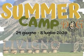 Dog Paradise - News - Attività - Summer Camp - 2020 - Immagine in Evidenza