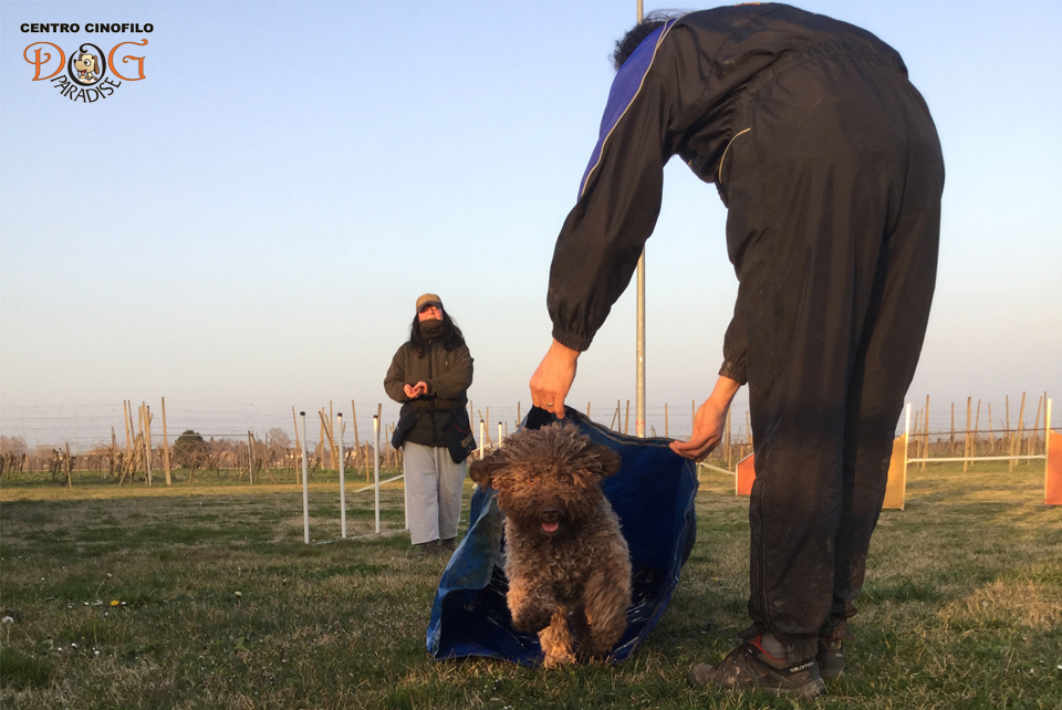 Dog Paradise - Servizi - Corso Agility - Fotogallery 4