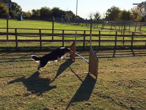 Dog Paradise - Servizi - Corso Agility - Fotogallery 2