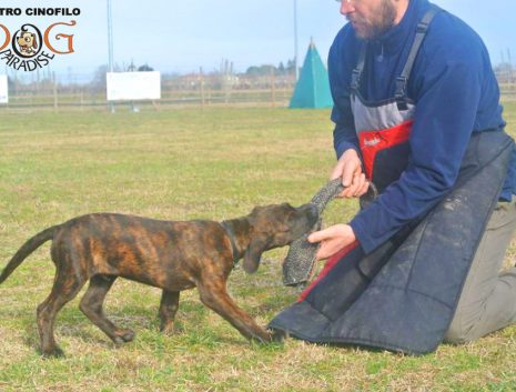 Dog Paradise - Servizi - Ipo - Fotogallery 2